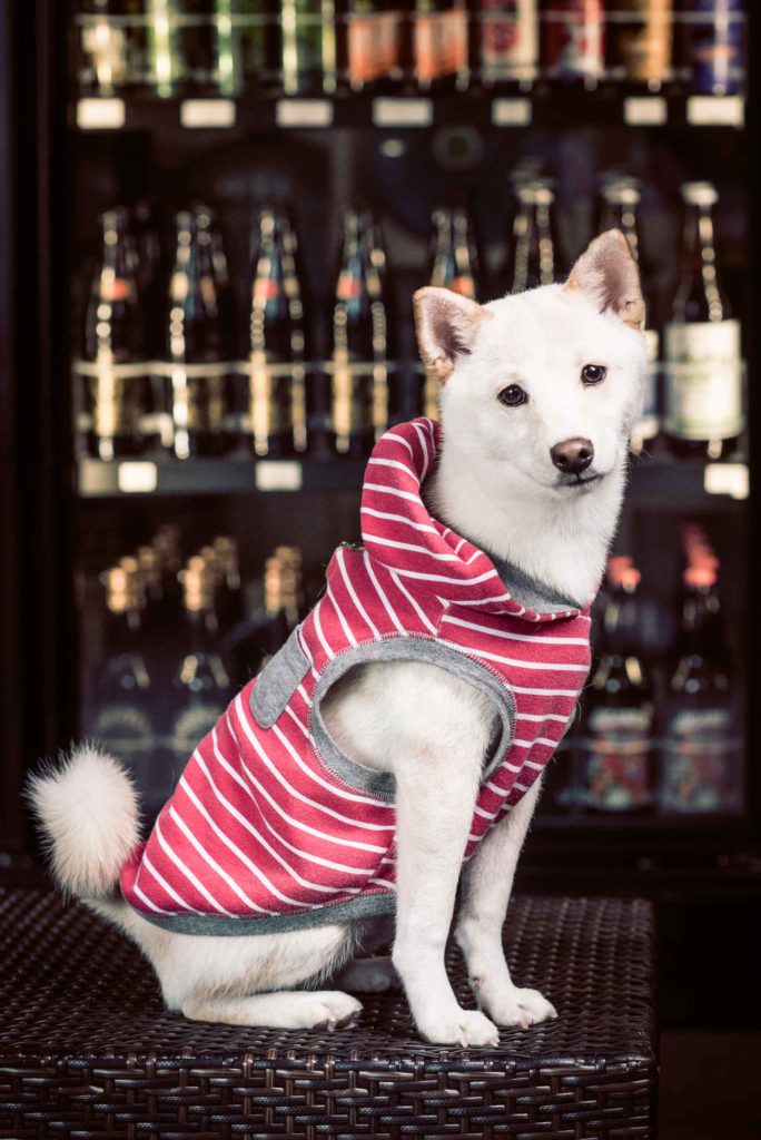 white dog in red striped jacket posing in front of fridge with drinks.