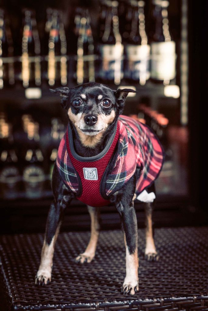 small brown and black dog in red harness