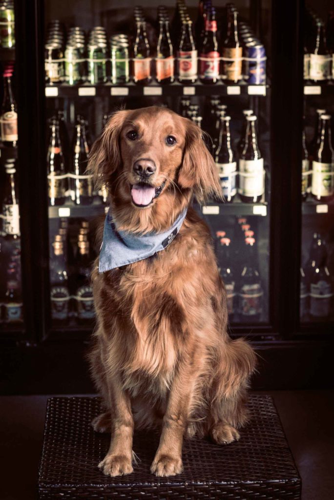 brown large dog with light blue bandana posing in front of a fridge with bottled drinks.