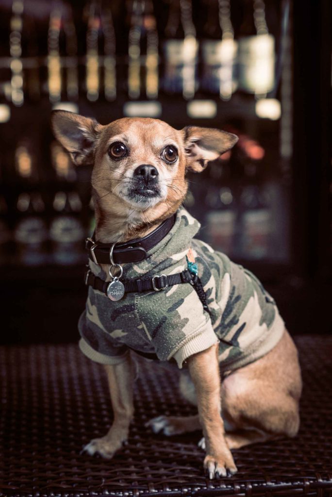 small brown dog in camo shirt posing in front of a fridge with bottled drinks.