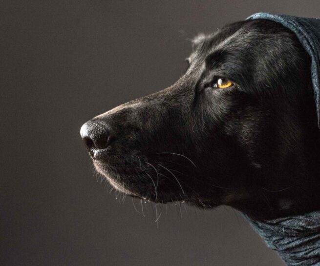 pet portrait of a black lab retriever wearing a blue scarf