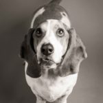 black and white photo of a basset hound