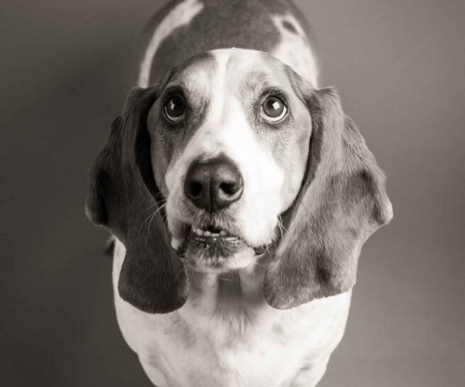 black and white photo of a basset hound