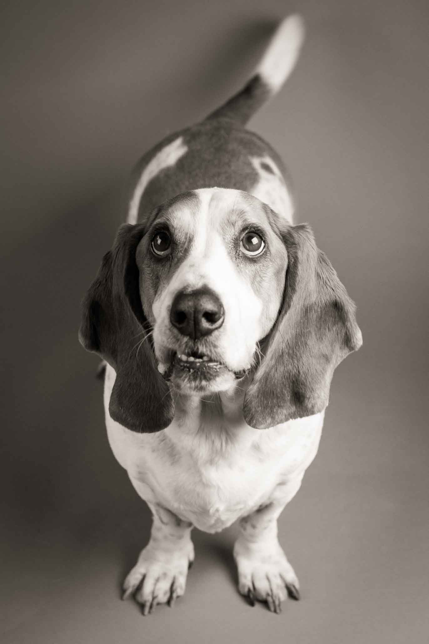 black and white photo of a basset hound
