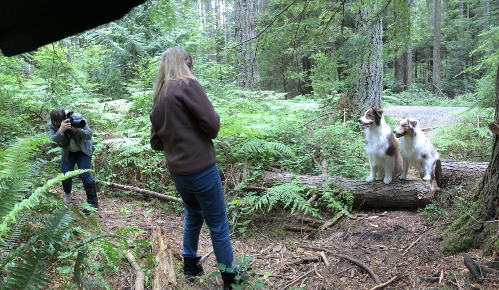 outdoor photo shoot of two brown and white dogs perched on log with woman taking photo with a dslr