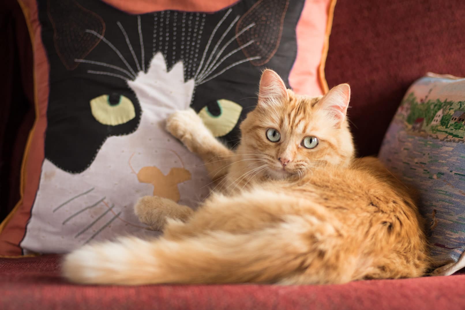 orange cat laying in red bed with a pillow of a black and white cat