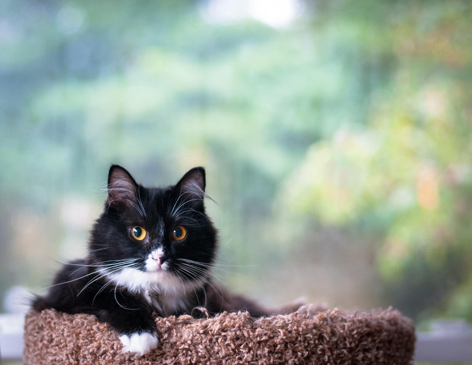 black and white cat in a brown cat tower looking at camera with a blurred background