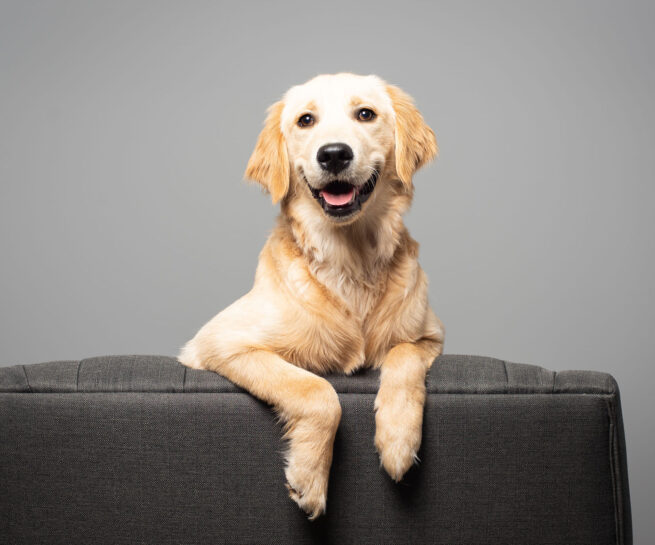 golden retriever dog perched up on a couch