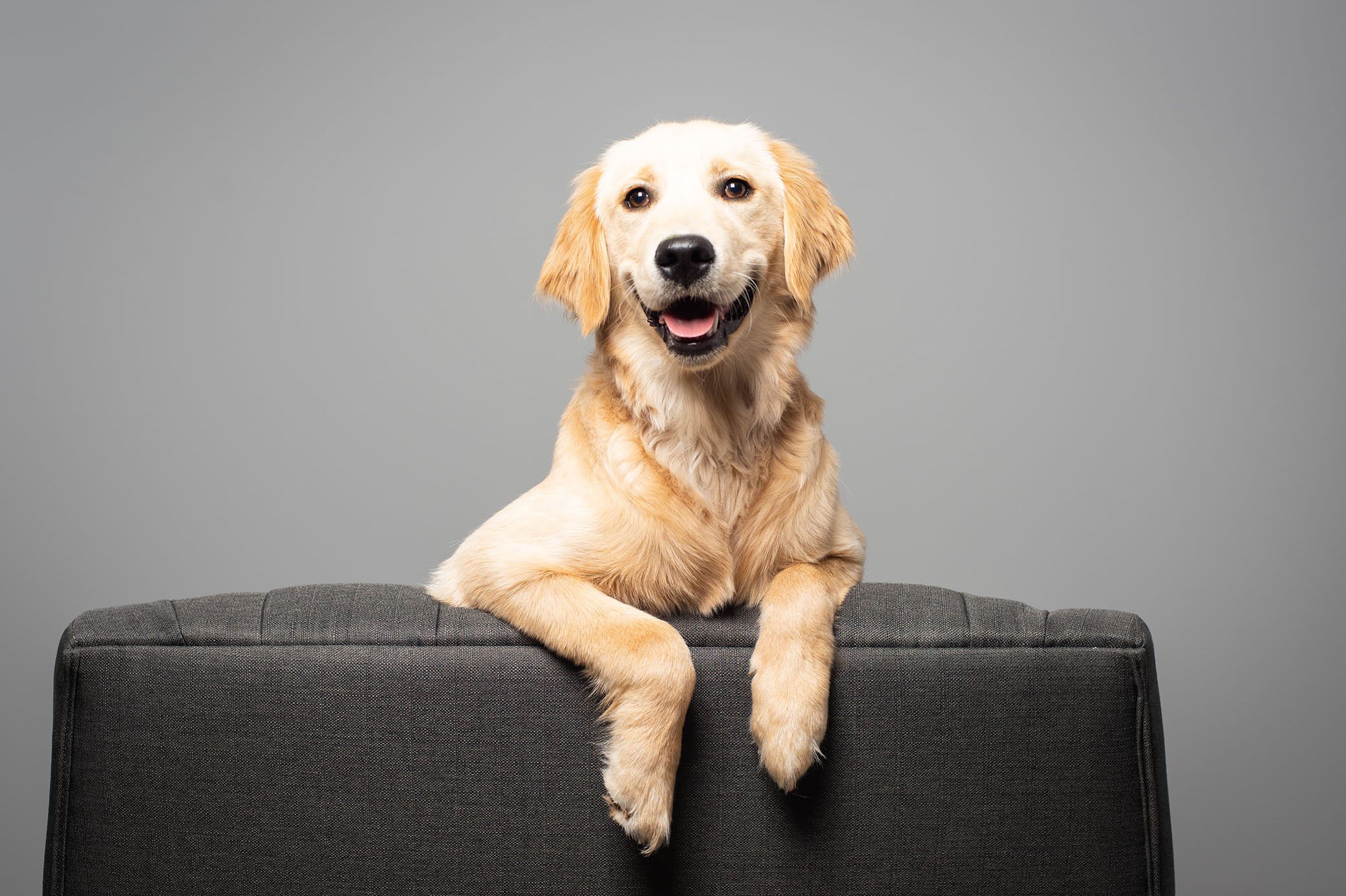 golden retriever perched on a chair.