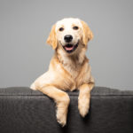 dog posing on a couch in front of a blank gray colored wall.