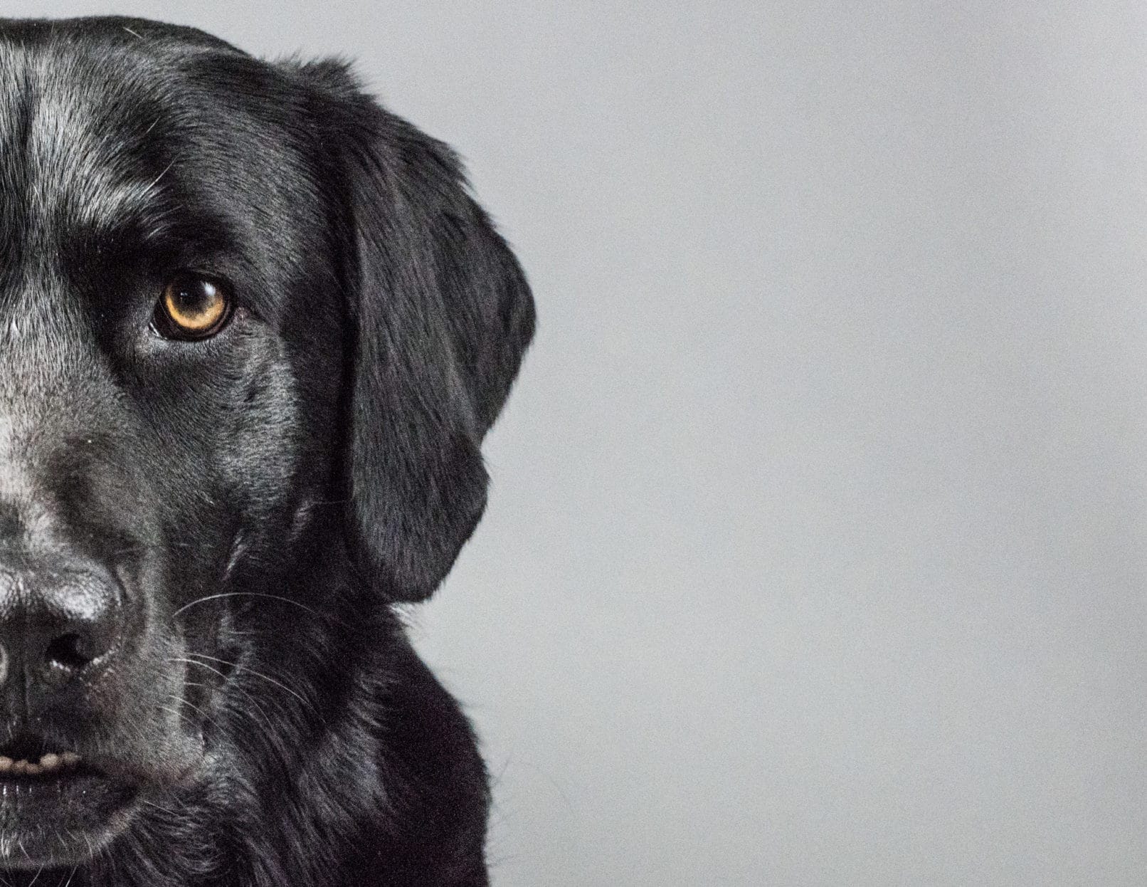 Seattle Photographer Lara Grauer artistic portrait of a dog
