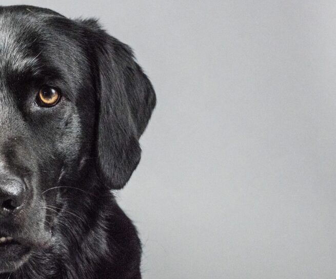 Seattle Photographer Lara Grauer artistic portrait of a dog