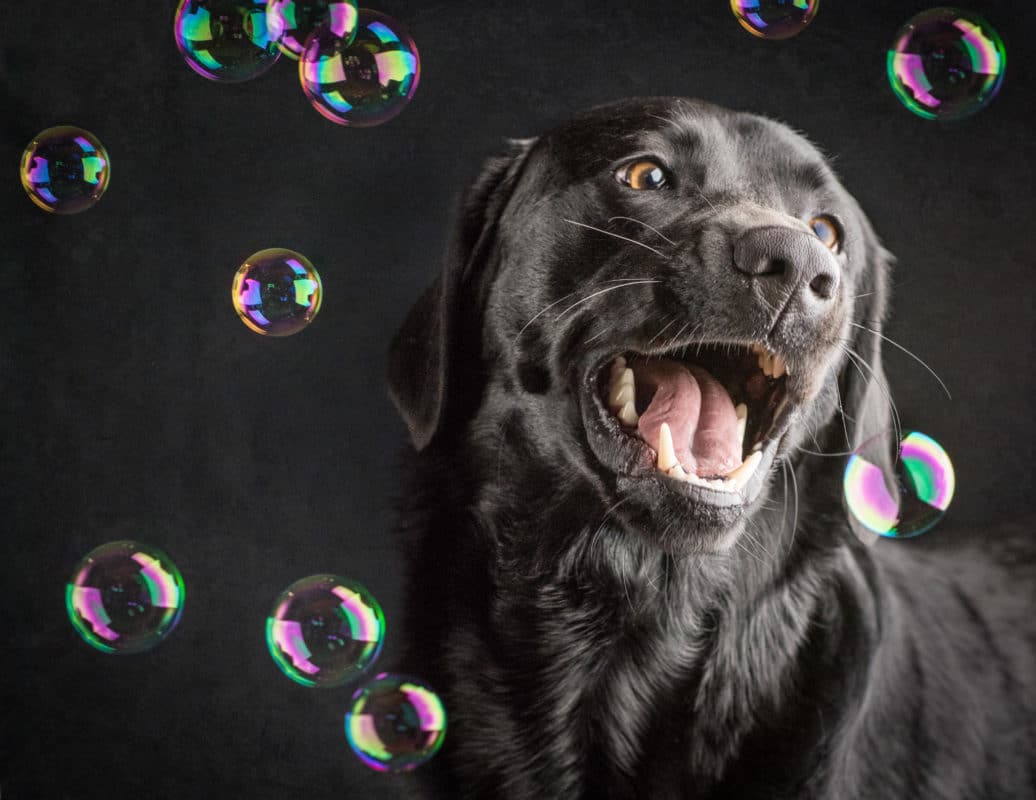 Happy dog with bubbles  Dog photoshoot, Dog photography studio, Dog  photography creative