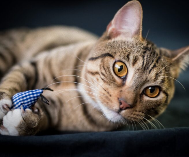 Seattle Photographer Lara Grauer Cat portrait