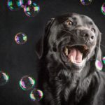 Portrait of a black Labrador dog happily looking at bubbles floating around him