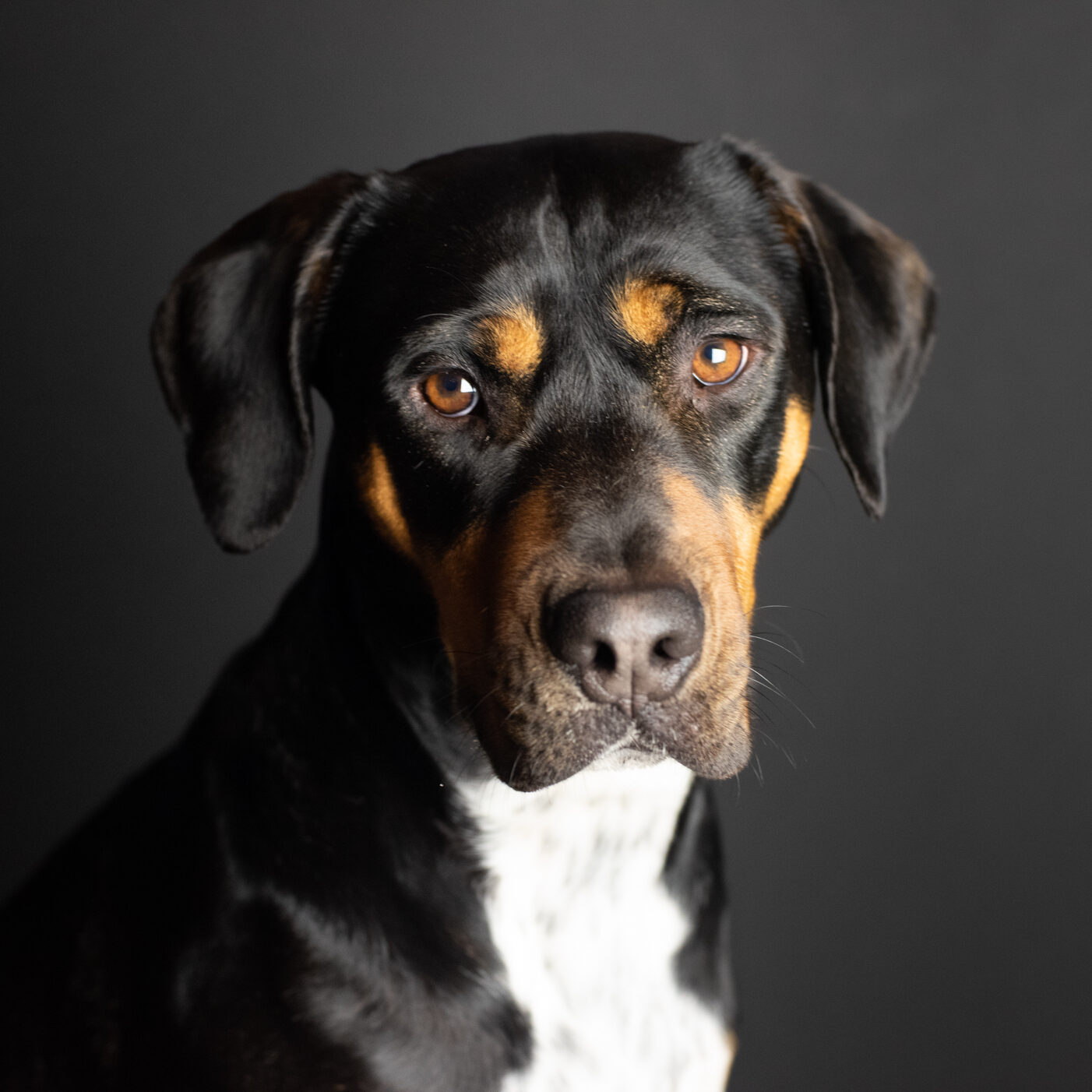 a portrait of a black dog with white undercoat and brown on his face posing for the camera