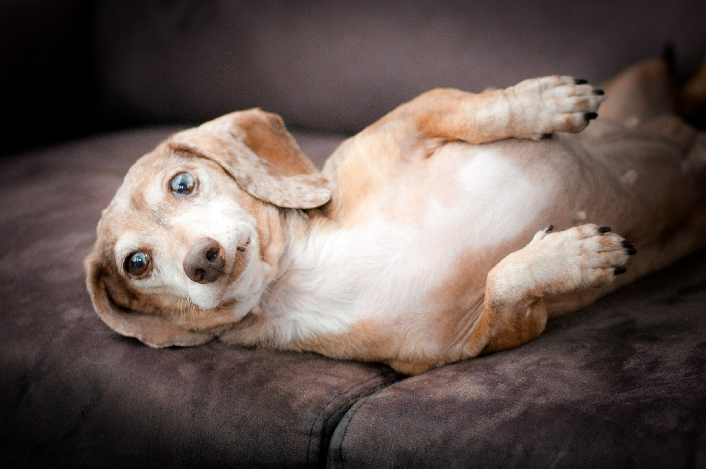 Portrait of a dog on sofa by Seattle Photographer Lara Grauer
