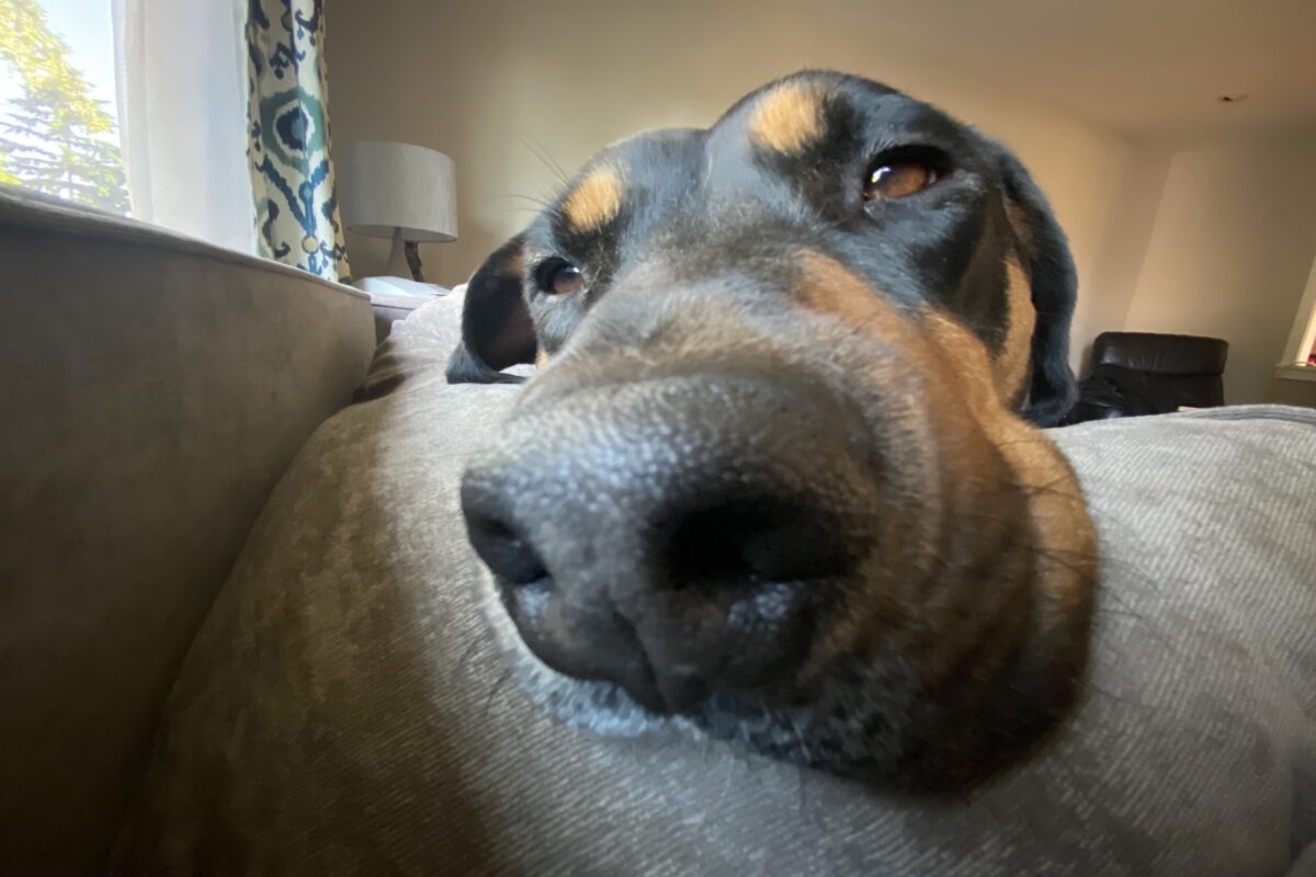funny distorted photo of a dog's nose